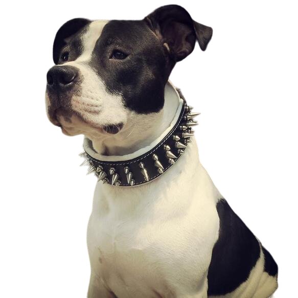 Bestia The Danger Collar for Dogs - 5060693302664