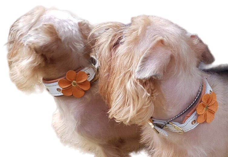 Bestia The "Flower" Collar for Puppies - 5060693308802