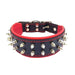 Bestia The "Frenchie" Collar for Dogs - 5060693303104