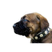 Bestia The "Heki" Collar for Puppies - 5060693309076