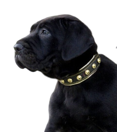 Bestia The "Maxi" Collar for Puppies - 5060693309199
