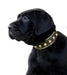 Bestia The "Maxi" Collar for Puppies - 5060693309199