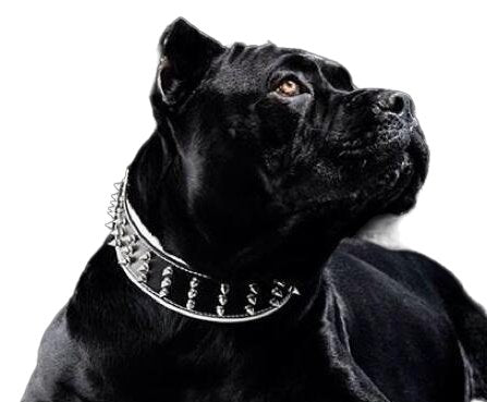 Bestia The Silver Giant Collar for Dogs - 5060978810075