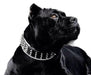 Bestia The Silver Giant Collar for Dogs - 5060978810044