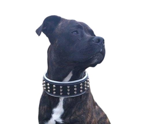 Bestia The Stud Collar for Dogs - 5060978812673