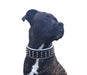 Bestia The Stud Collar for Dogs - 5060978812642