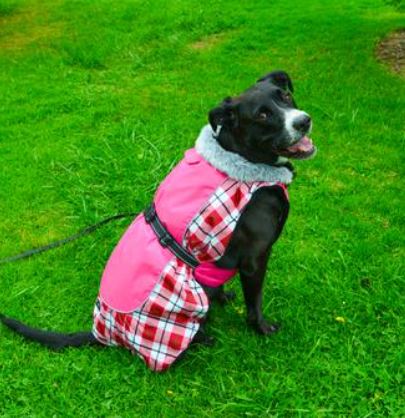 Doggie Design Alpine All-Weather Dog Coat - Raspberry Plaid - 811618011179