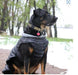 Doggie Design Alpine Extreme Cold Puffer Coat - Black - 811618012114