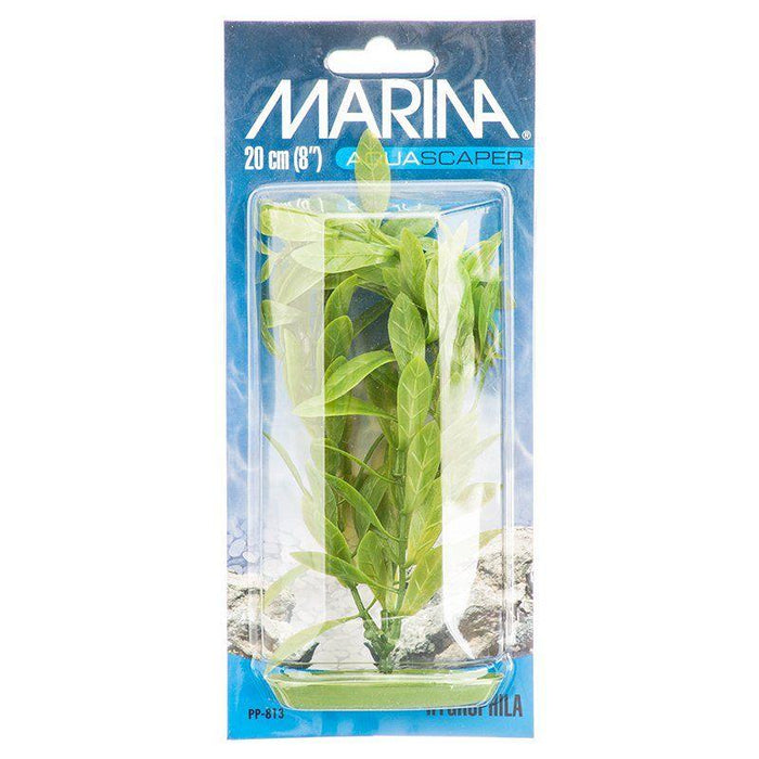 Marina Hygrophila Plant - 080605108134
