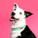 ZippyPaws Vivid Collection Teal Dog Collar - 818786013516