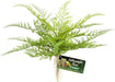 Zoo Med Naturalistic Flora Lace Fern - 097612180626